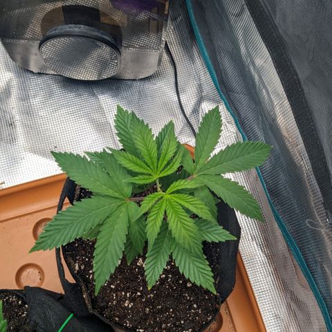 Apple Candies growlog photo: Watered with Tea additive 