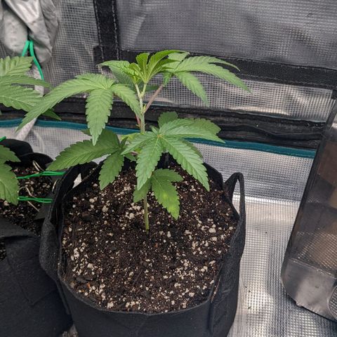 Apple Candies growlog photo: Watered with Tea additive 