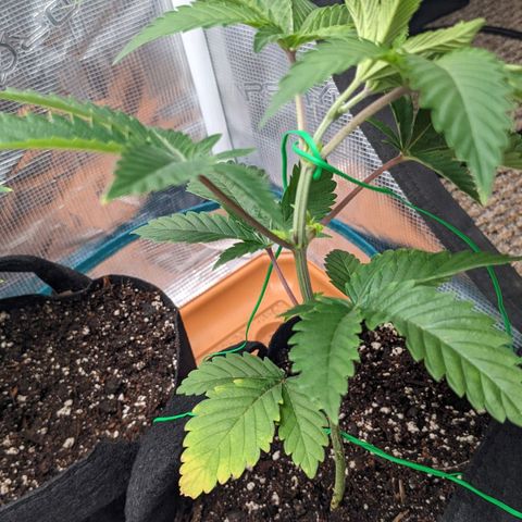 Apple Candies growlog photo: Watered with Tea additive 