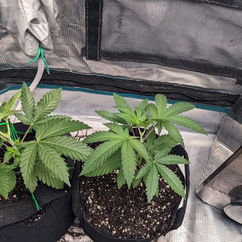 Apple Candies growlog photo: Watered with Tea additive 
