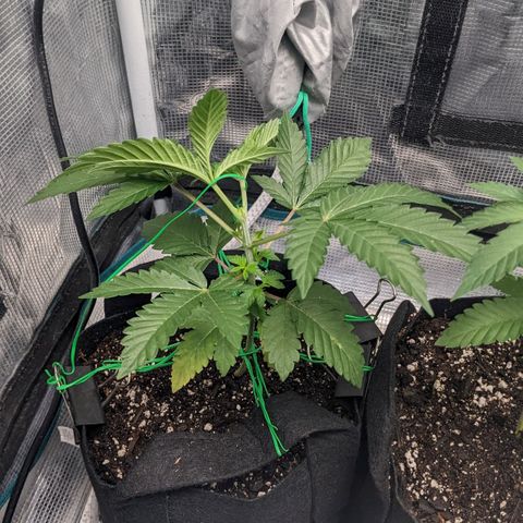 Apple Candies growlog photo: Watered with Tea additive 
