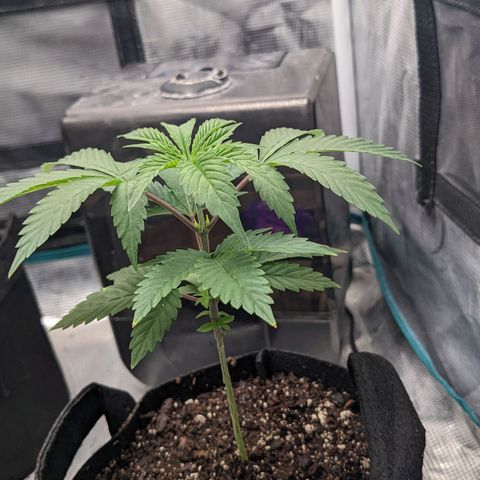 Apple Candies growlog photo: Watered with Tea additive 