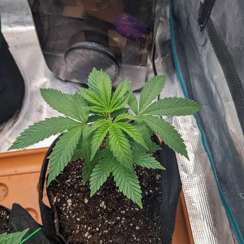 Apple Candies growlog photo: Watered with Tea additive 