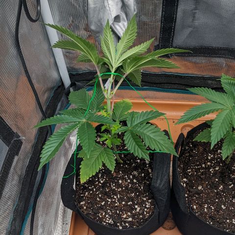 Apple Candies growlog photo: Sprayed top soil 