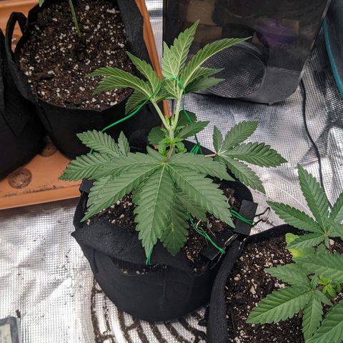Apple Candies growlog photo: Sprayed top soil 