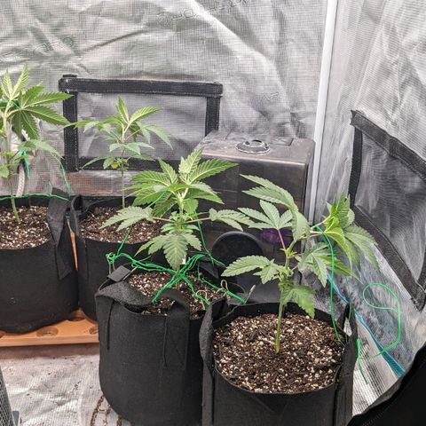 Apple Candies growlog photo: Sprayed top soil 