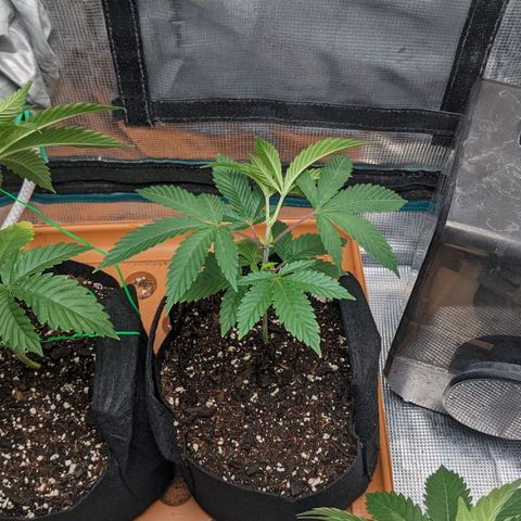 Apple Candies growlog photo: Sprayed top soil 