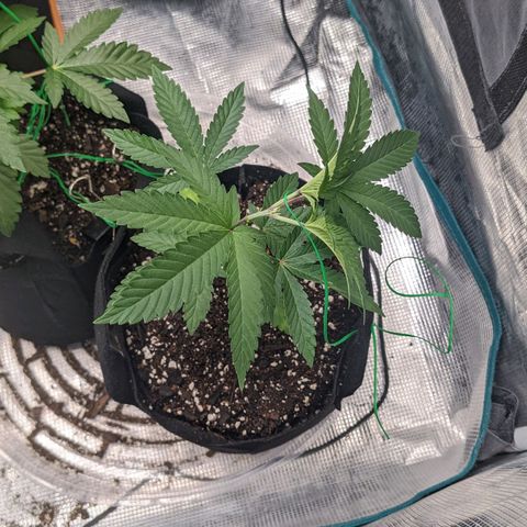 Apple Candies growlog photo: Sprayed top soil 