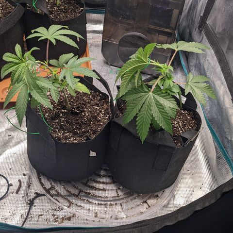 Apple Candies growlog timeline photo
