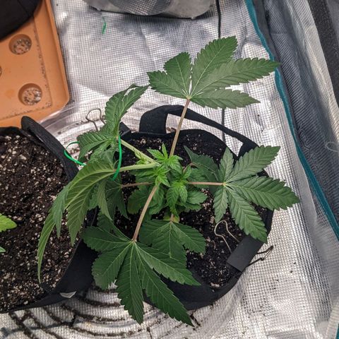 Apple Candies growlog timeline photo
