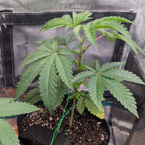 Apple Candies growlog timeline photo