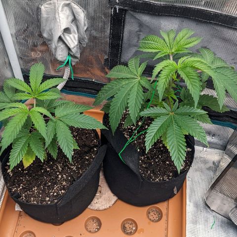 Apple Candies growlog timeline photo