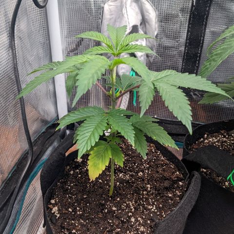 Apple Candies growlog timeline photo