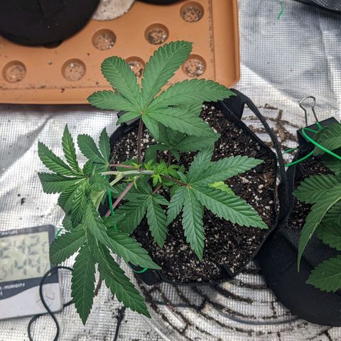 Apple Candies growlog timeline photo