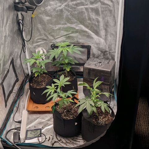 Apple Candies growlog timeline photo