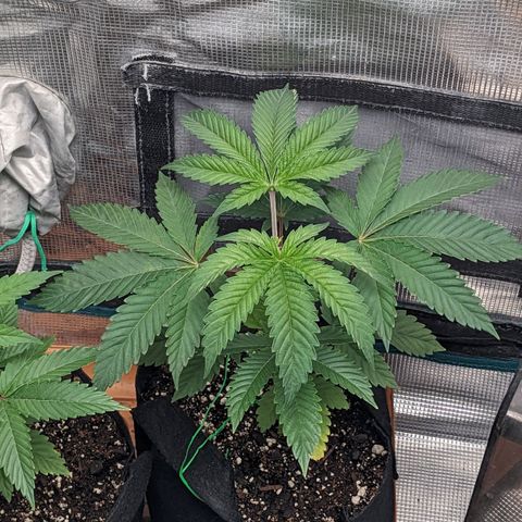Apple Candies growlog timeline photo