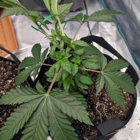 Apple Candies growlog timeline photo