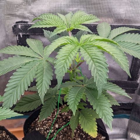 Apple Candies growlog timeline photo