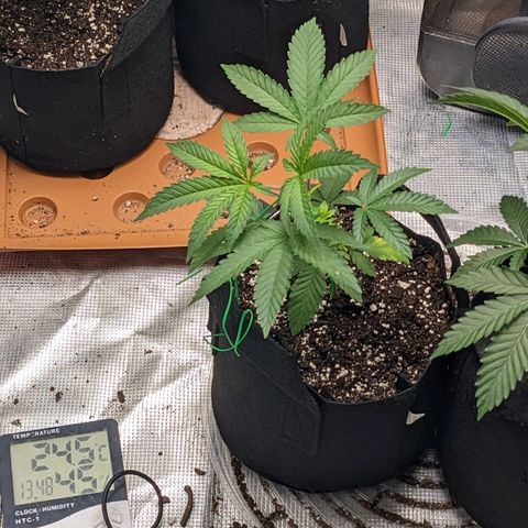 Apple Candies growlog timeline photo