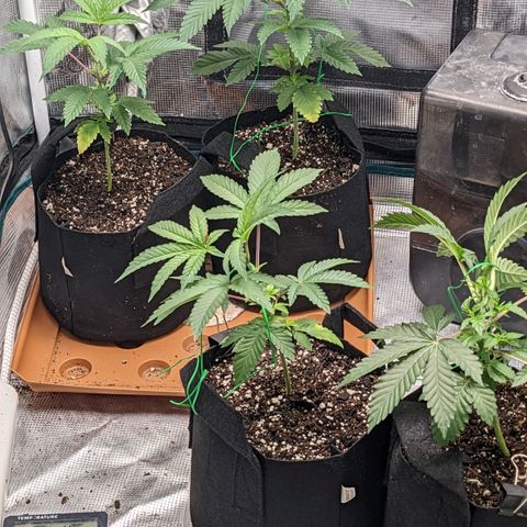 Apple Candies growlog timeline photo