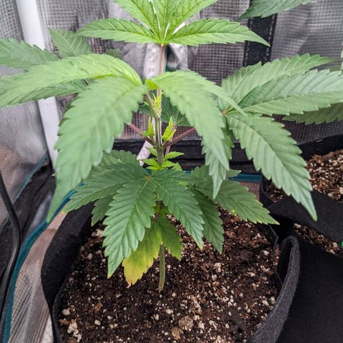 Apple Candies growlog timeline photo
