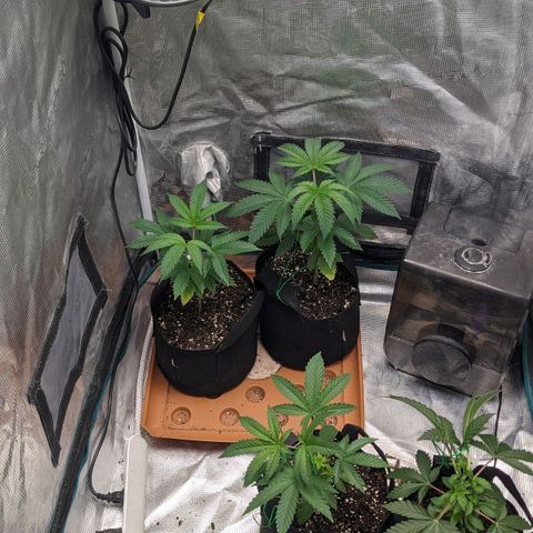 Apple Candies growlog timeline photo