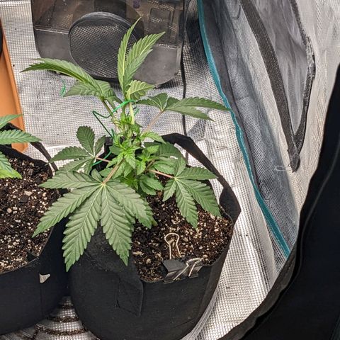 Apple Candies growlog timeline photo
