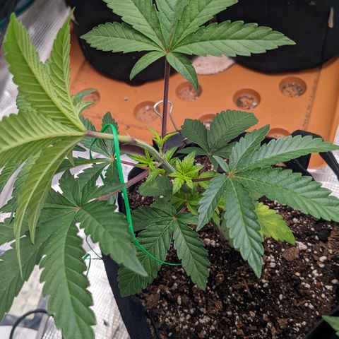 Apple Candies growlog timeline photo