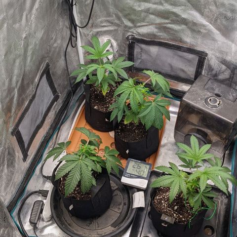 Apple Candies growlog timeline photo