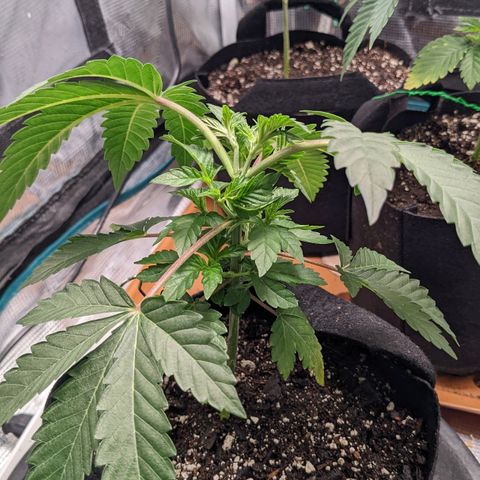 Apple Candies growlog timeline photo