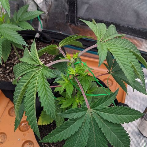 Apple Candies growlog timeline photo
