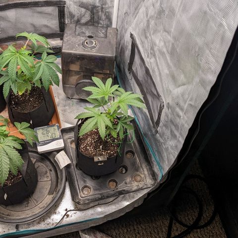 Apple Candies growlog timeline photo