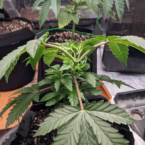 Apple Candies growlog timeline photo
