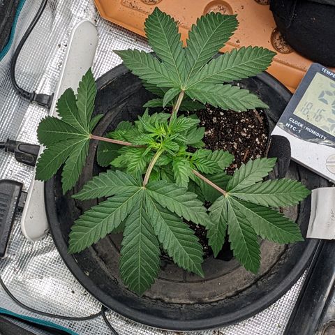 Apple Candies growlog timeline photo