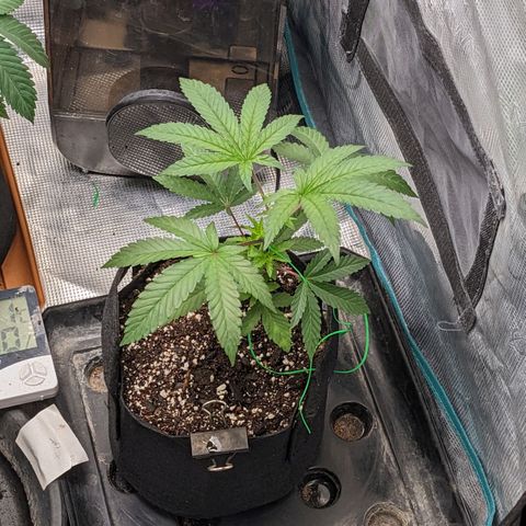 Apple Candies growlog timeline photo
