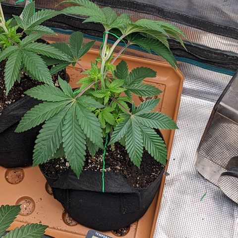 Apple Candies growlog timeline photo