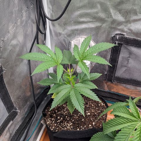 Apple Candies growlog timeline photo
