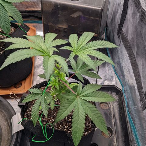 Apple Candies growlog timeline photo