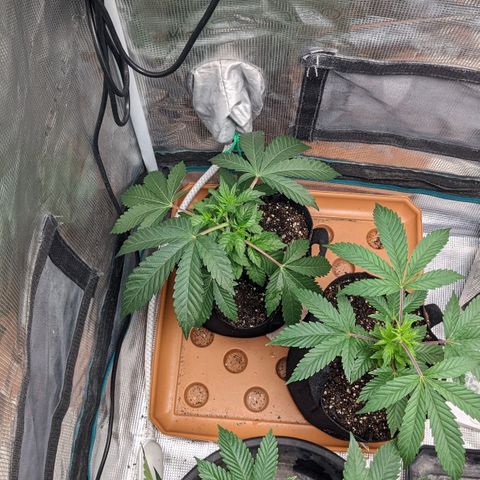 Apple Candies growlog photo: No water