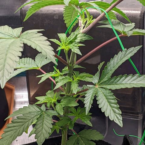 Apple Candies growlog photo: No water