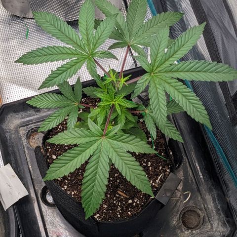 Apple Candies growlog photo: No water
