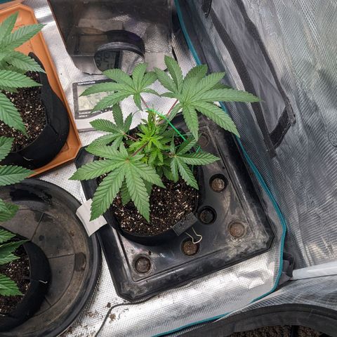 Apple Candies growlog photo: No water
