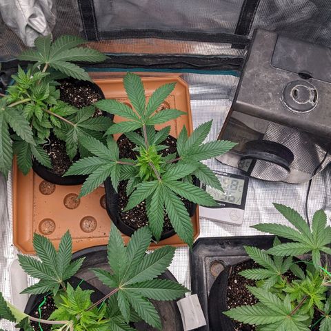 Apple Candies growlog photo: No water