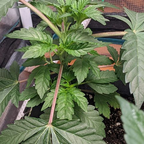 Apple Candies growlog photo: No water