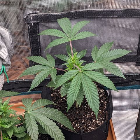 Apple Candies growlog photo: No water