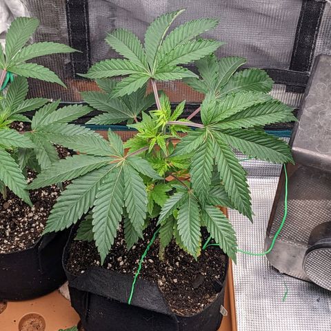 Apple Candies growlog photo: No water