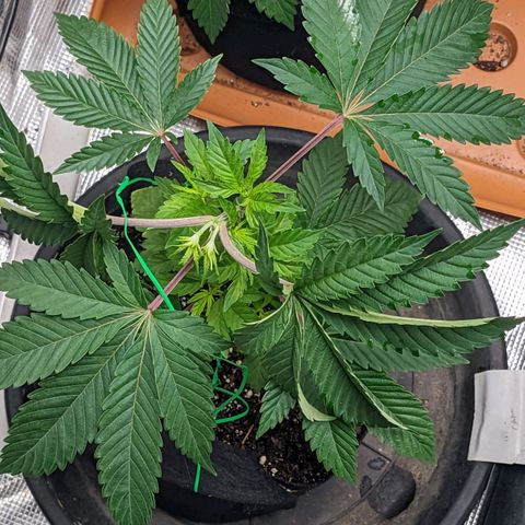 Apple Candies growlog photo: No water