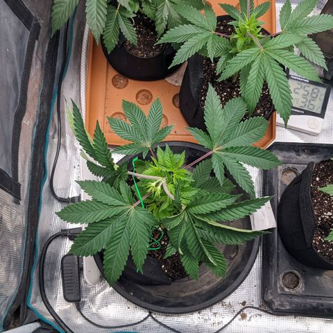 Apple Candies growlog photo: No water