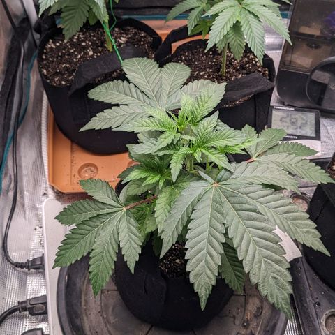 Apple Candies growlog photo: Light water. Transplant tomorrow 