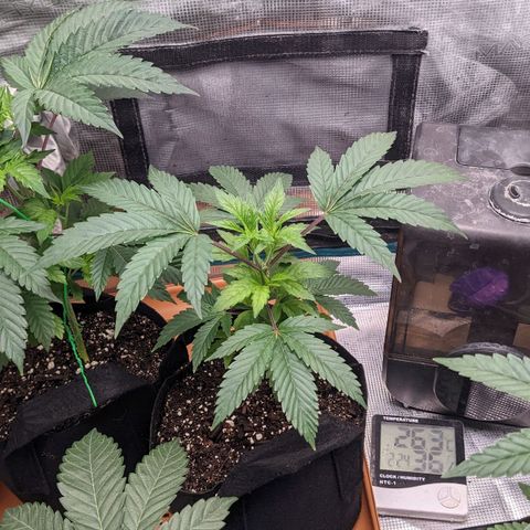 Apple Candies growlog photo: Light water. Transplant tomorrow 